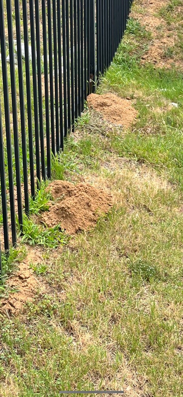 Gopher mounds along a fence line before treatment