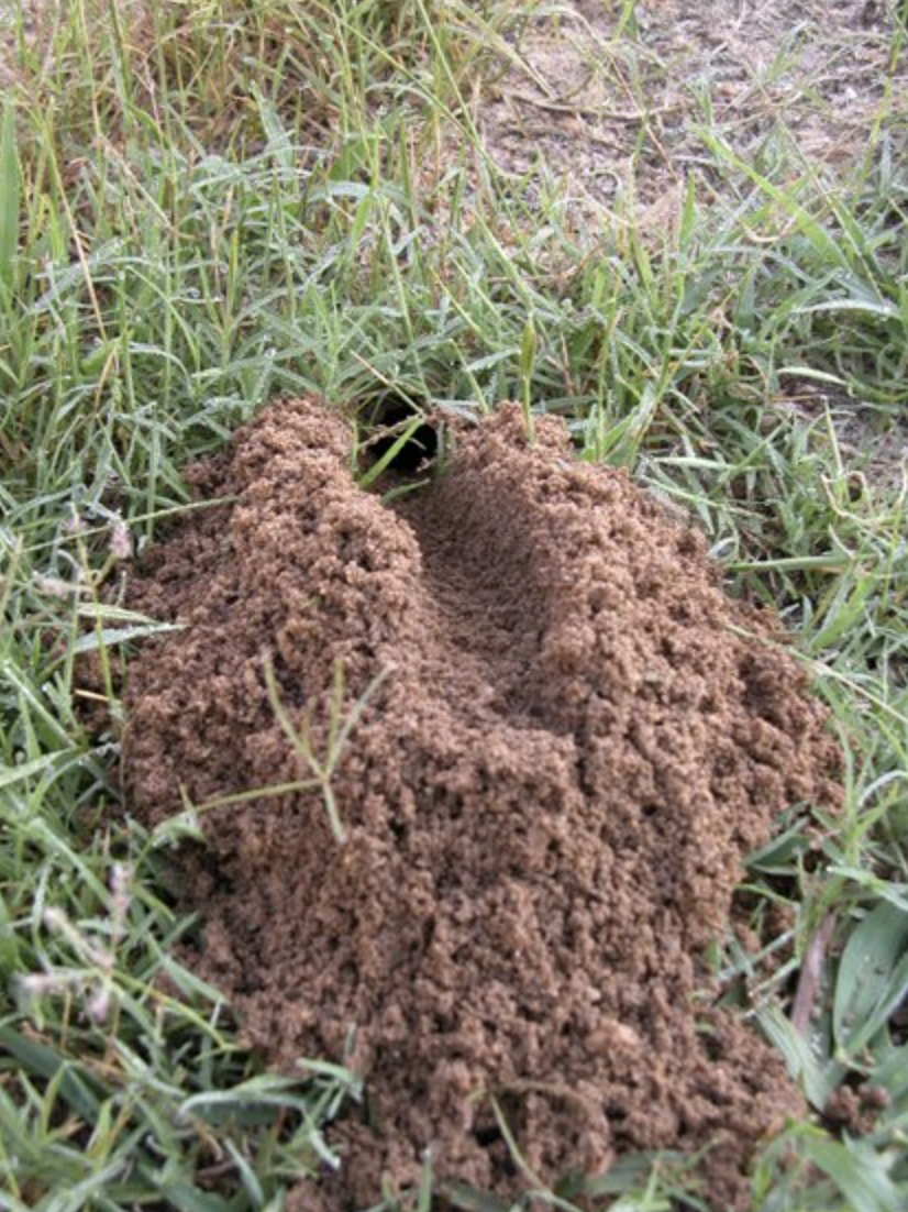 Cicada killer wasp burrow with mound of dirt