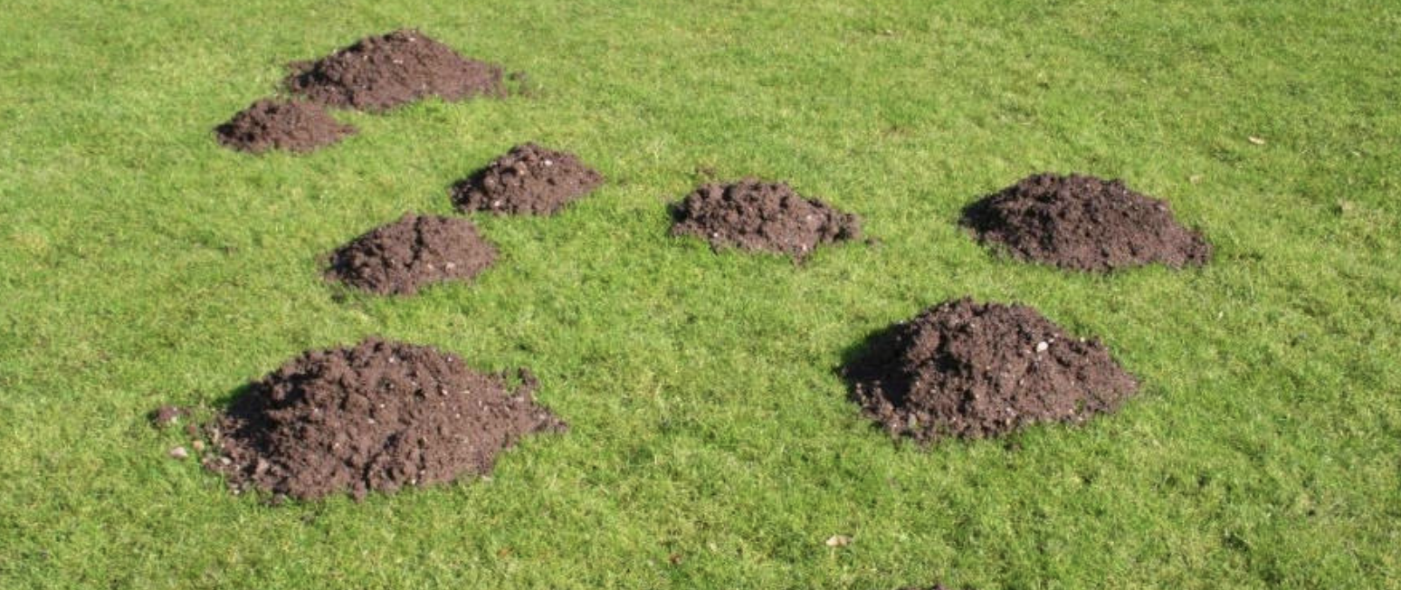 Cluster of gopher mounds across a lawn