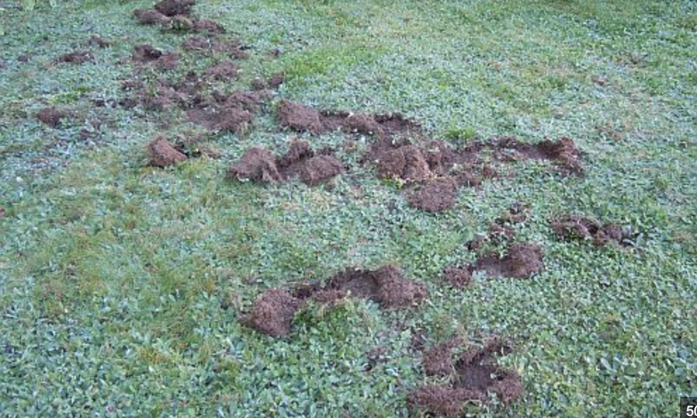 Shallow skunk feeding holes torn into a lawn