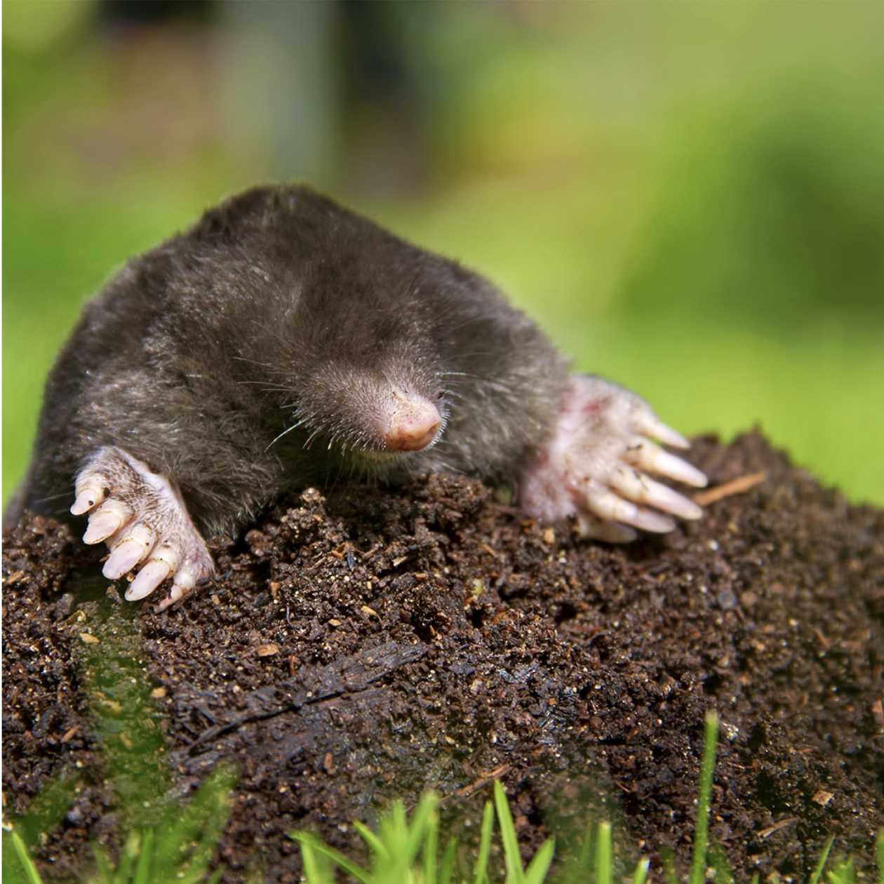 Mole emerging from a dirt mound